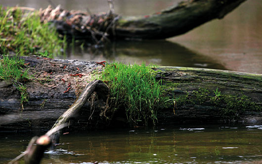 Bestattung Vorsorge Waldbröl Nümbrecht